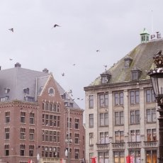 Dam Square and its pigeons