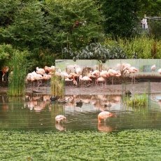Flamingos