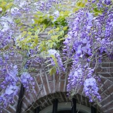 Spring snapshots 05