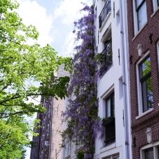 Spring snapshots 04