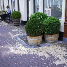 Spring snapshots 06