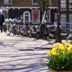 Spring snapshots 03