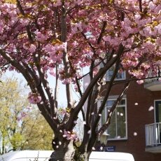 Spring snapshots 10