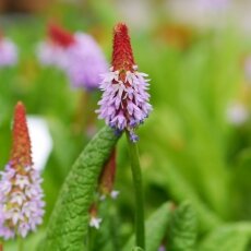 Spring snapshots 13