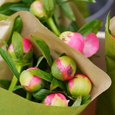 Spring snapshots 25
