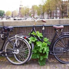 The old centre of Amsterdam 06