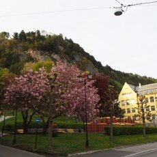 Cherry blossom in Ålesund