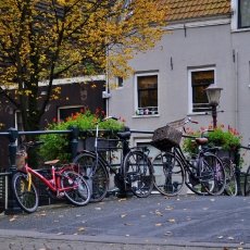 Leaves and bikes
