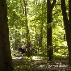 Amsterdamse Bos 02