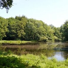 Amsterdamse Bos 03