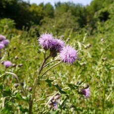 Amsterdamse Bos 08