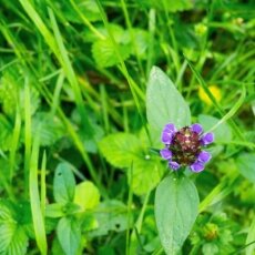 Amsterdamse Bos 09