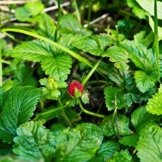 Amsterdamse Bos 10