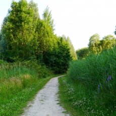 Amsterdamse Bos 06