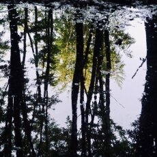 Amsterdamse Bos 24