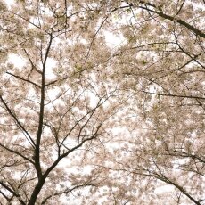 Amsterdamse Bos 18