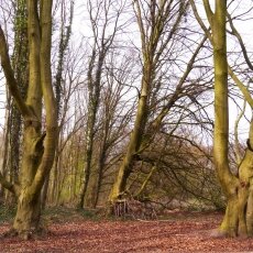 Amsterdamse Bos 21