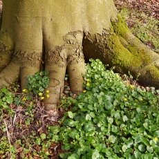 Amsterdamse Bos 22