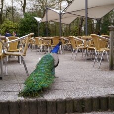 Amsterdamse Bos 26