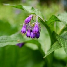 Amsterdamse Bos 14