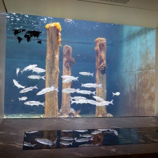 Canal tank with wooden mooring posts and a school of silvery fish, ARTIS Aquarium