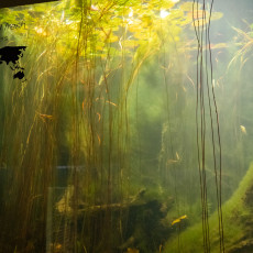 Green underwater with waterweed and small fish