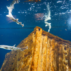 Fish swimming around a rusted shipwreck in a cold-water tank at ARTIS Aquarium