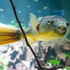 Giant freshwater pufferfish (Mbu puffer) up close at ARTIS Aquarium Amsterdam