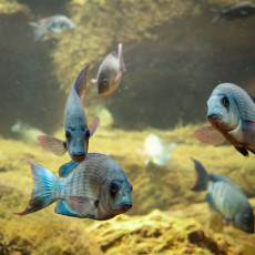 School of blue-grey fish with red-edged fins in a rocky tank