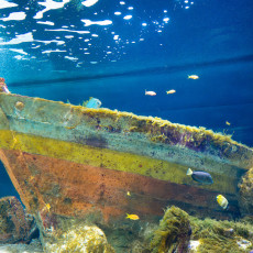Colourful tropical reef tank with a sunken wreck, ARTIS Aquarium