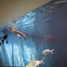 ARTIS Aquarium Amsterdam