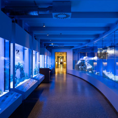 Curved blue-lit gallery with tanks and display cases in the new ARTIS Aquarium