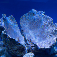 Giant clam shell in a blue-lit seawater tank