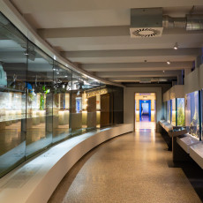Light-filled curved corridor with tanks and displays at the renovated ARTIS Aquarium