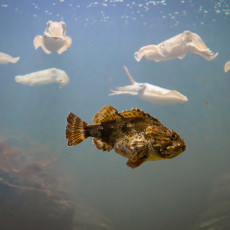 Cuttlefish hovering above a camouflaged spiny fish at ARTIS Aquarium