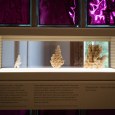 Display case with dried sea sponges in the ARTIS Aquarium exhibition