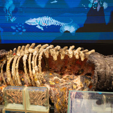 Whale-fall installation - a textile whale carcass and skeleton before an animated ocean mural, ARTIS Aquarium