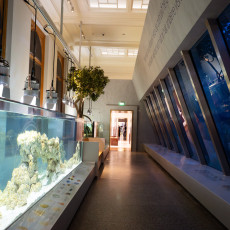 Corridor with coral tanks and indoor trees in the new ARTIS Aquarium