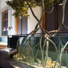 Mangrove tank with prop roots reaching into the water, ARTIS Aquarium