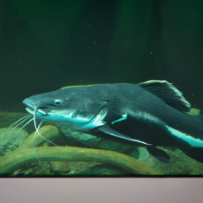 Large catfish with long whiskers in a dark freshwater tank