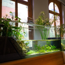 Open-top planted freshwater tanks by the tall windows of ARTIS Aquarium