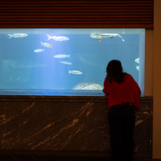 Visitor watching silvery fish at a marble-framed tank window, ARTIS Aquarium