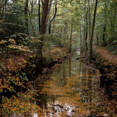 Autumn in the forest 01
