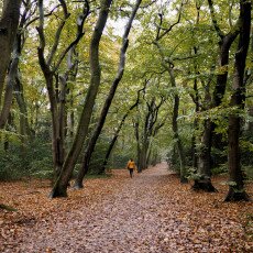 Autumn in the forest 02