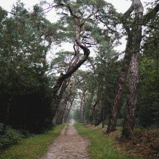 Autumn in the forest 03