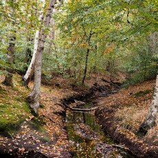 Autumn in the forest 04