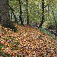 Autumn in the forest 05