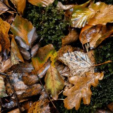 Autumn in the forest 06