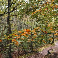 Autumn in the forest 07
