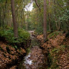 Autumn in the forest 08